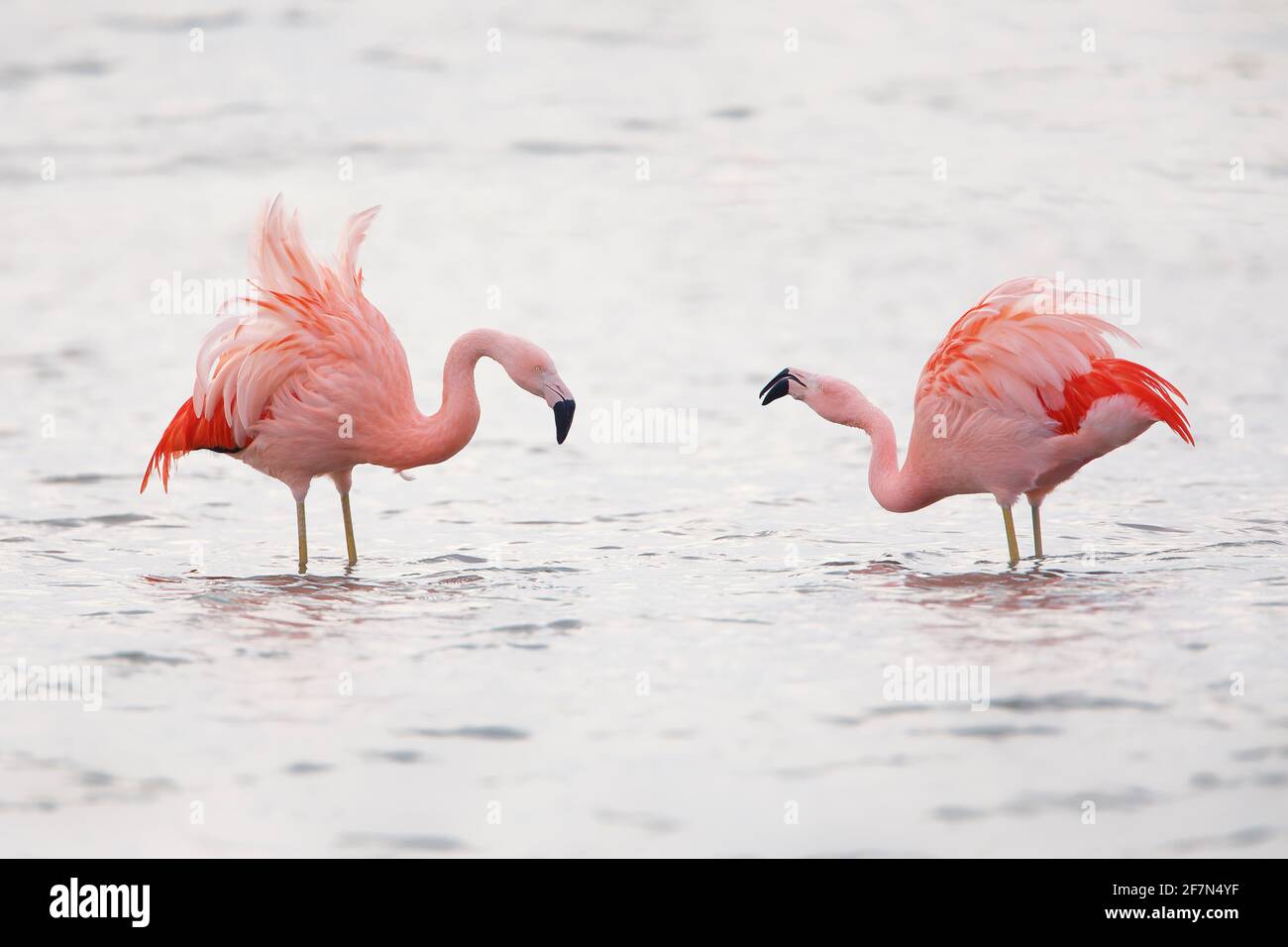 Deux Flamingo chiliens (Phoenicopterus chilensis) se fourragent dans le lac, aux pays-Bas Banque D'Images