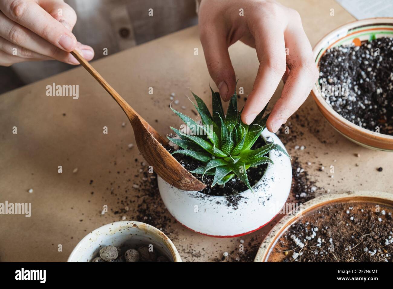 Prendre soin de, planter un succulent, vue de dessus, saine activité intérieure. Transplantation de plantes de maison, passe-temps lié à la maison. Banque D'Images