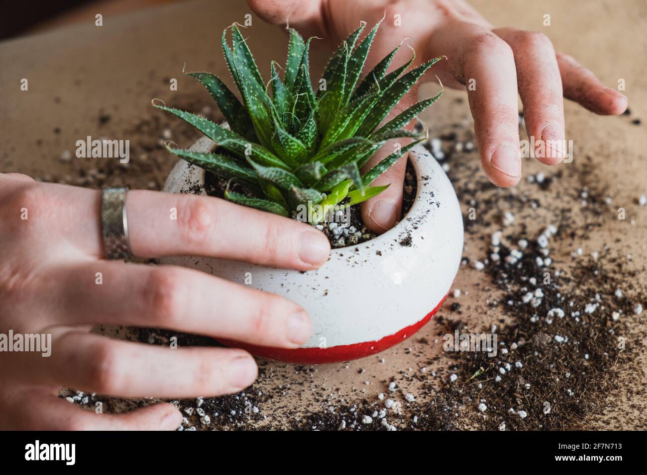 Prendre soin de, planter un succulent, vue de dessus, saine activité intérieure. Transplantation de plantes de maison, passe-temps lié à la maison. Banque D'Images