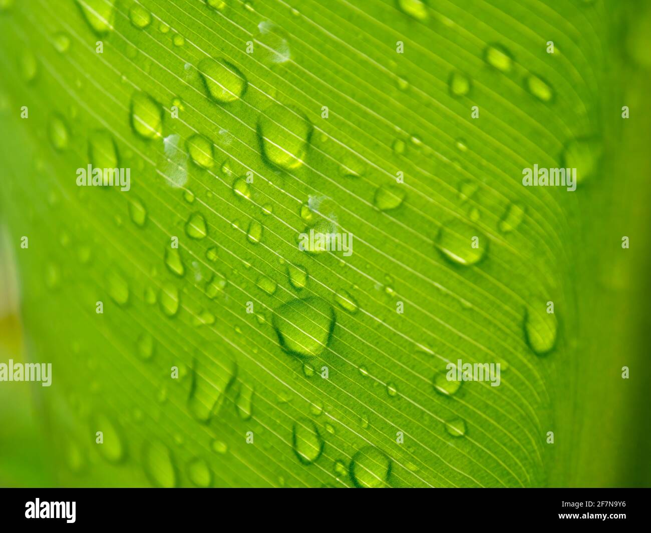 Macro photographie d'une feuille de muguet avec des gouttelettes d'eau, capturée dans une ferme près de la ville d'Arcapuco, en Colombie. Banque D'Images