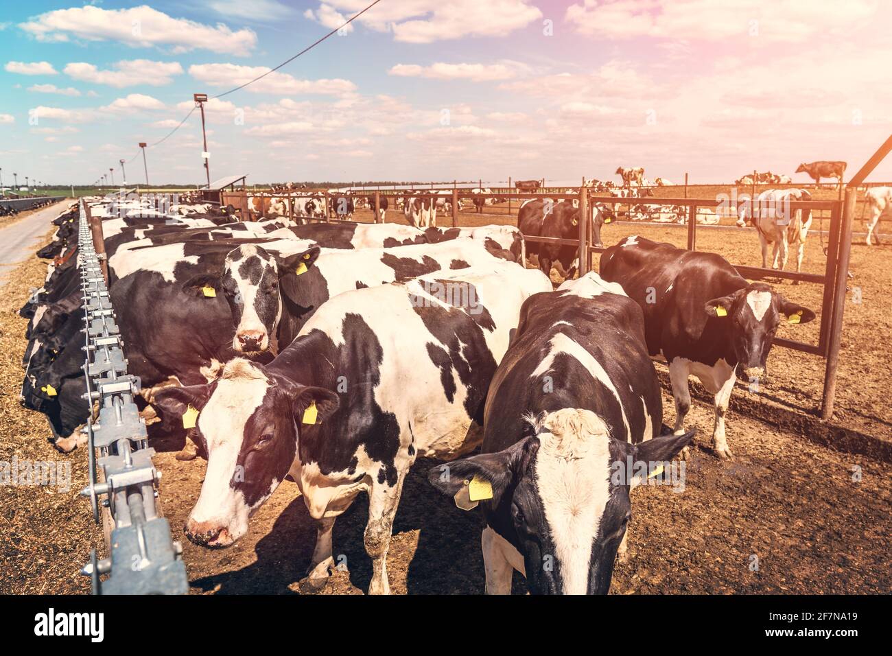 Élevage de vaches, industrie agricole, vaches dans un élevage de vaches laitières. Banque D'Images