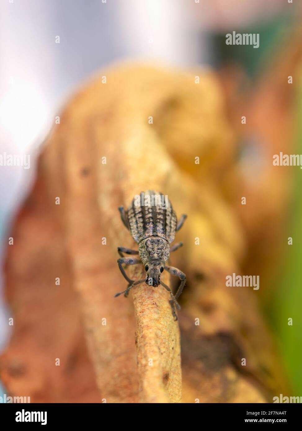 Macro photographie d'un champignon rayé charançon marchant sur le bord d'une feuille de plante succulente, capturé dans un jardin près de la ville de Villa de Leyva. Banque D'Images