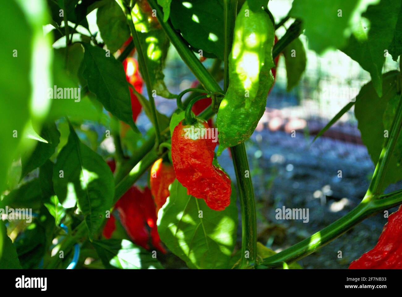 poivrons habanero poussant dans le jardin prêt à être cueillis Banque D'Images