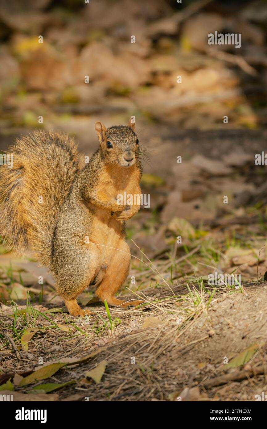 Écureuil de renard de l'est (Sciurus niger) dans la forêt d'arbres de Cottonwood à l'automne, Castle Rock Colorado US. Photo prise en octobre. Banque D'Images