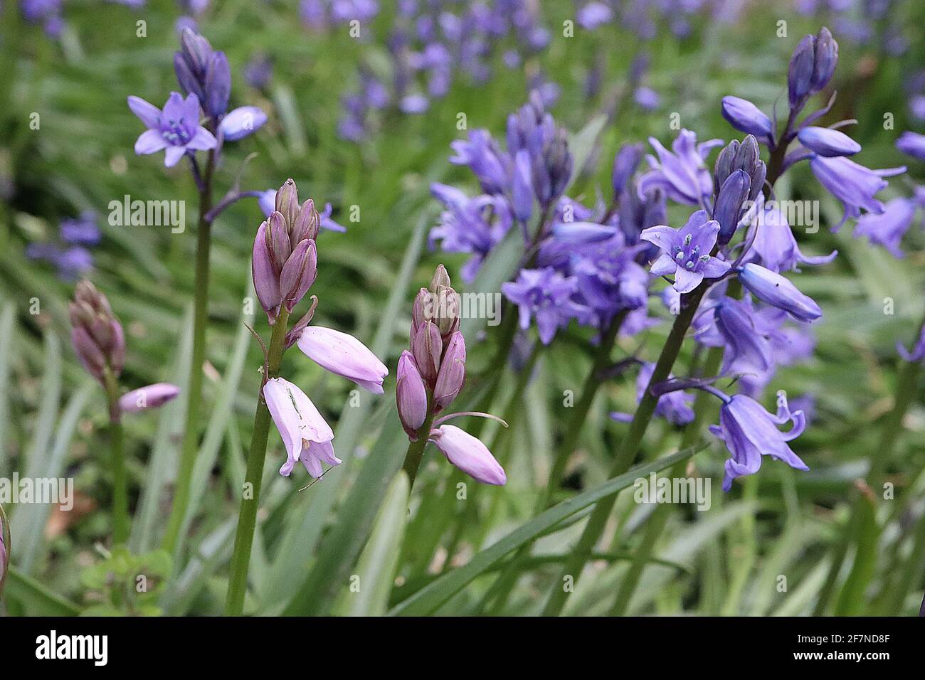 Jacinthoides hispanica «Excelsior» cloches espagnoles – fleurs en forme de cloche mauve pâle à rayures bleues, avril, Angleterre, Royaume-Uni Banque D'Images
