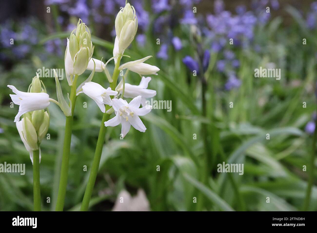 Jacinthoides hispanica «Excelsior» cloches espagnoles – fleurs blanches en forme de cloche, avril, Angleterre, Royaume-Uni Banque D'Images