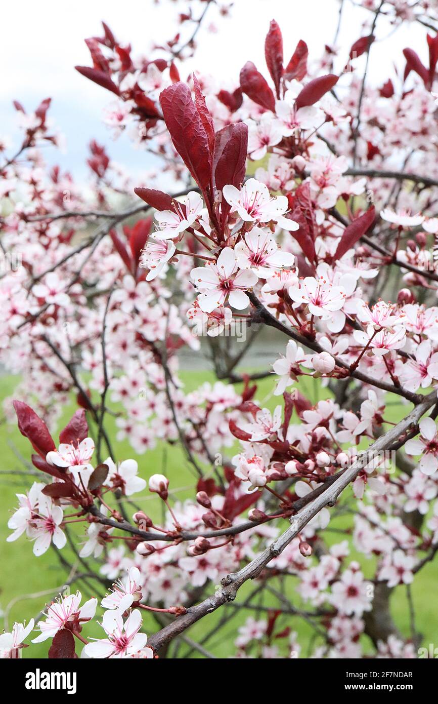 Prunus cerasifera Princess Cherry prune Princess – fleurs rose coquillage et feuilles rouges violettes, avril, Angleterre, Royaume-Uni Banque D'Images