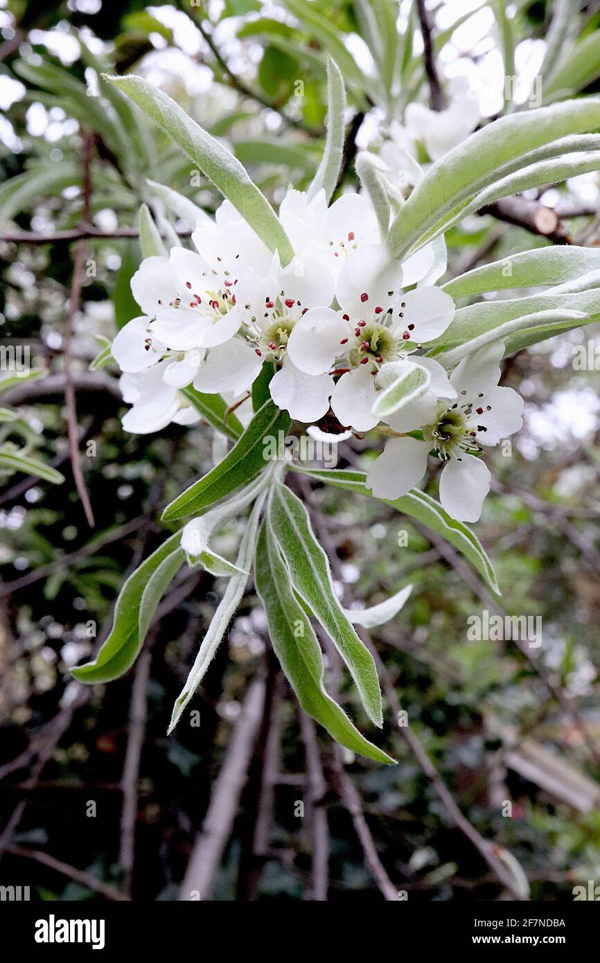 Pyrus salicifolia pendula poire à feuilles saule / poire pleuvante – fleurs blanches en forme de tasse avec de longues feuilles vertes fraîches à bords blancs, avril, Angleterre, Banque D'Images