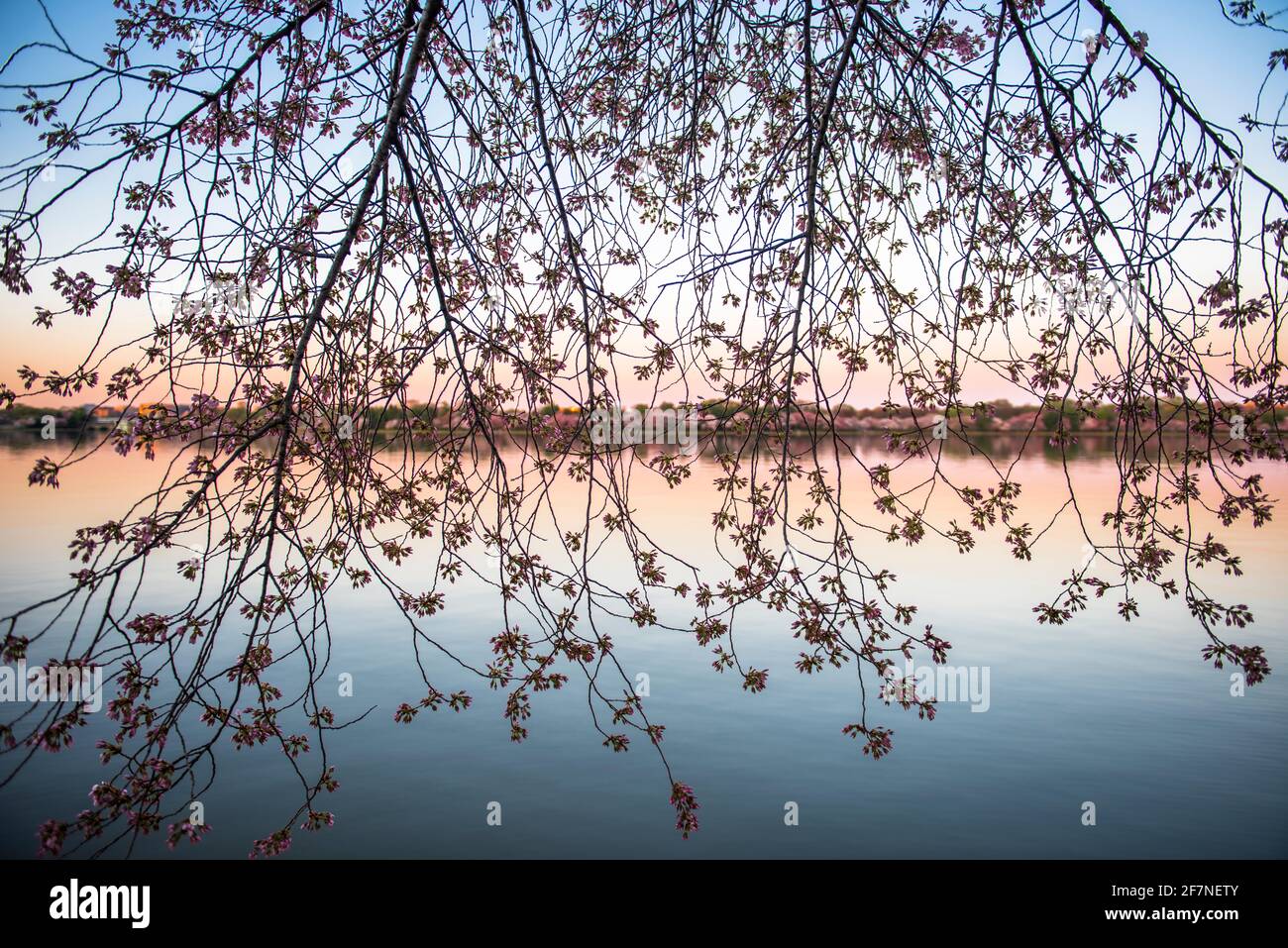 Petit matin, lumière au bassin de Tidal vue à travers des branches de cerisiers en fleurs sur le National Mall à Washington, D.C. Banque D'Images