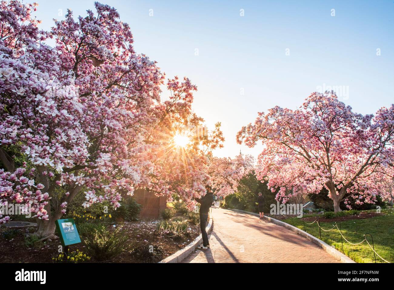 Un touriste prend une photo tandis que le soleil du matin brille à travers des magnolias pleins de fleurs roses au jardin Enid A. Haupt, Smithsonian institution, à Wa Banque D'Images