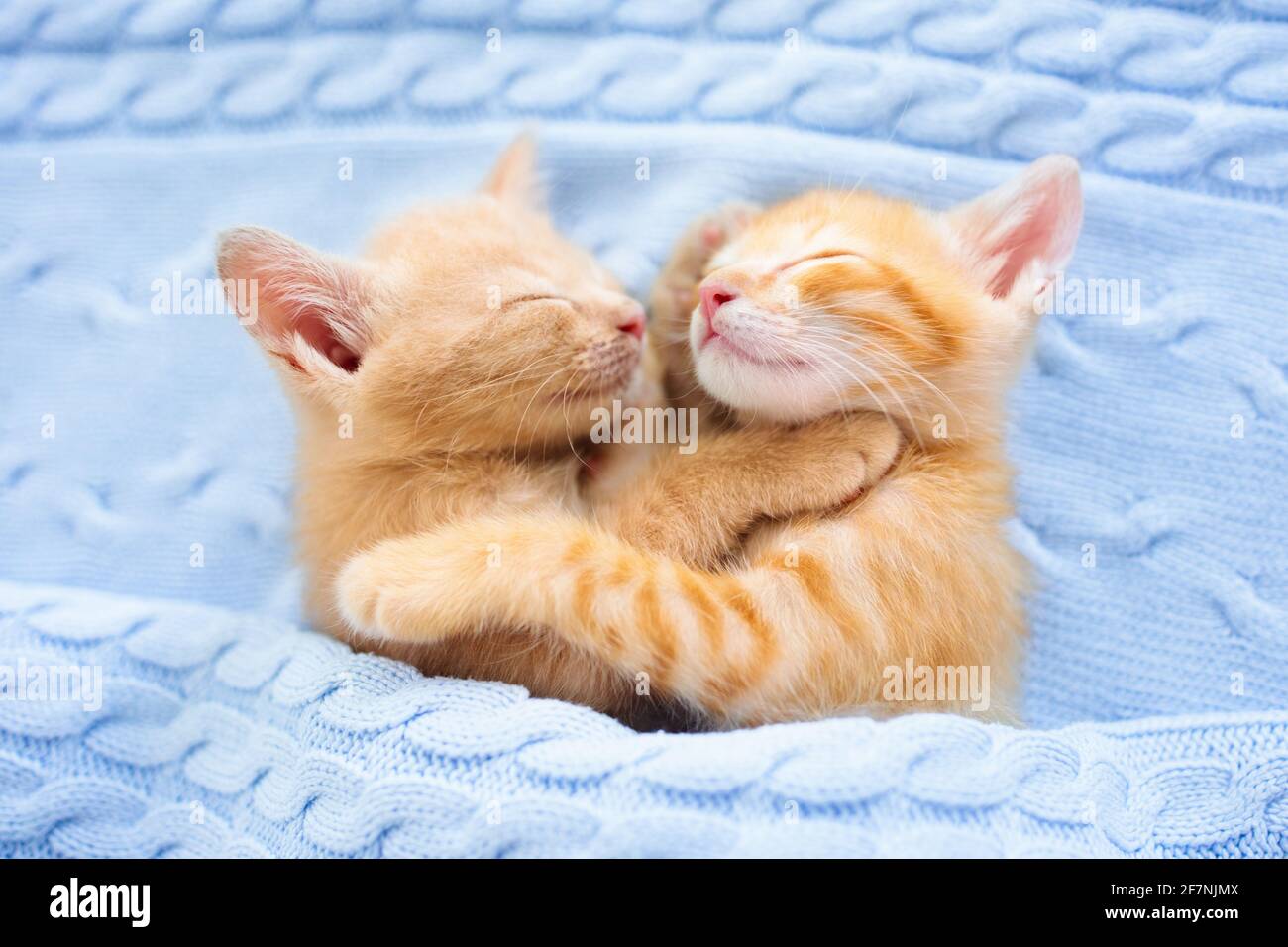 Bebe Chat Endormi Chaton Au Gingembre Sur Un Canape Sous Une Couverture Tricotee Deux Chats Qui S Embrasent Et Se Mordent Animal Domestique Dormez Et Passez Une Agreable Nuit Animal Domestique Photo Stock