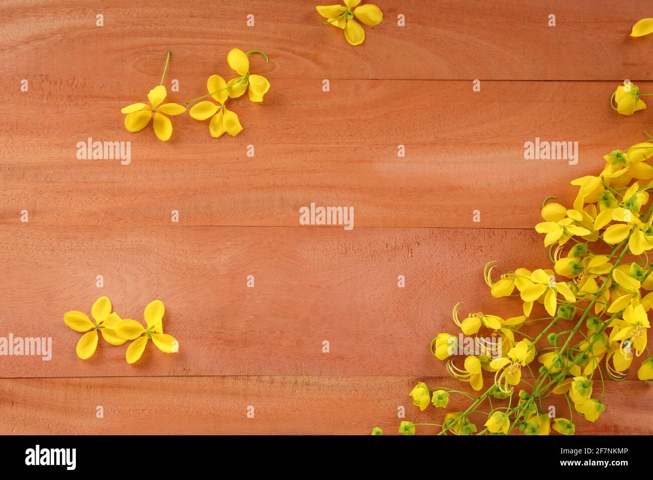 Fleurs jaunes de la douche dorée ou de la fistule de cassia qui est communément connu dans le kerala comme Kani konna, arrangé sur fond blanc texturé. Banque D'Images