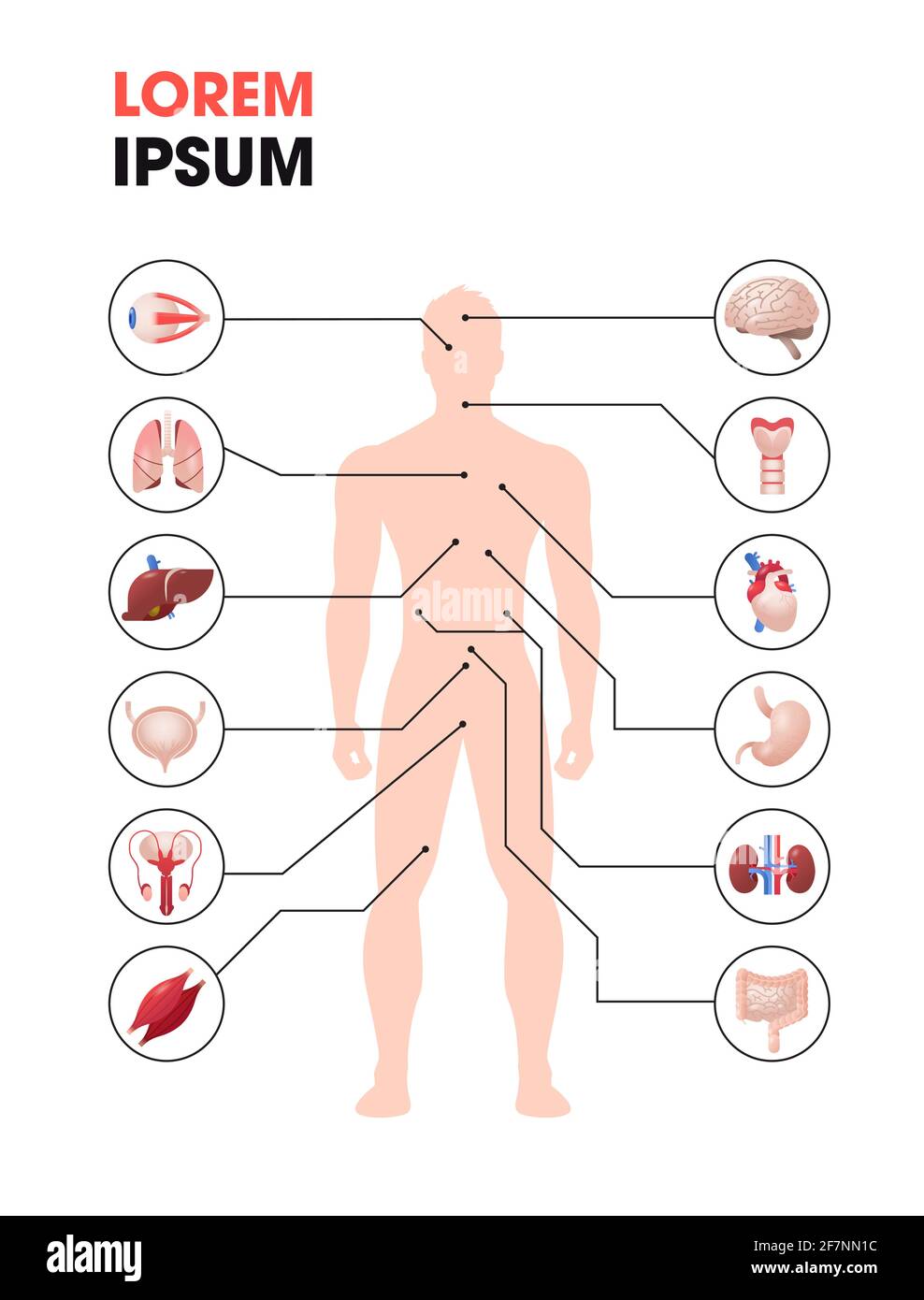 affiche d'infographie sur la structure du corps humain avec icônes des organes internes de l'anatomie espace de copie vertical sur toute la longueur du système Illustration de Vecteur