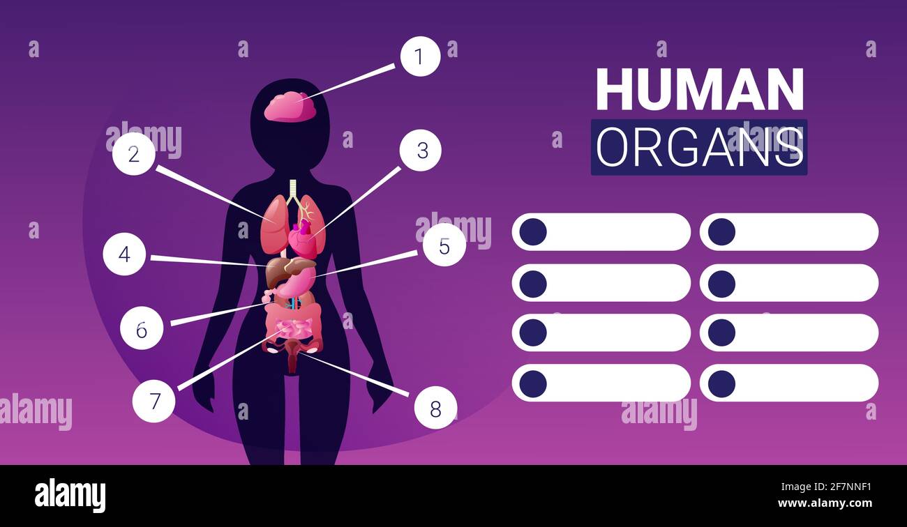 affiche d'infographie sur la structure du corps humain avec icônes représentant les organes internes des femmes carte système anatomique portrait horizontal Illustration de Vecteur