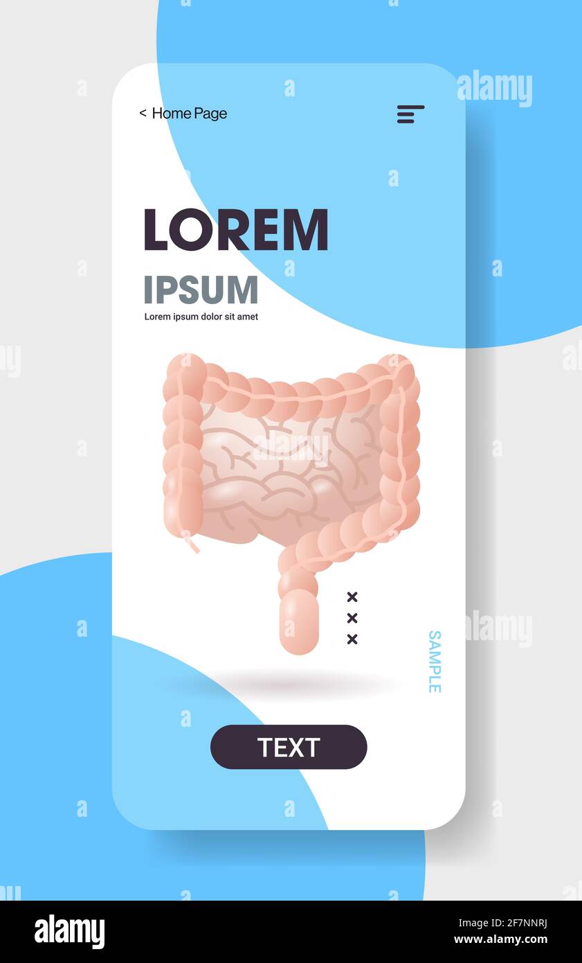 système digestif de l'intestin grêle et du gros intestin humain anatomie du tractus gastro-intestinal structure interne organe médecine concept écran de smartphone Illustration de Vecteur