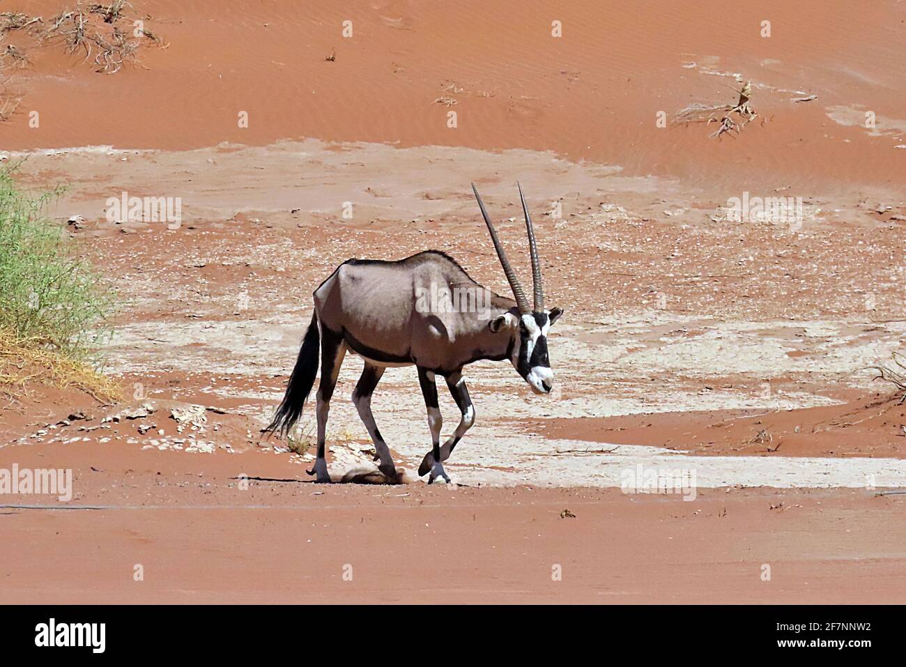 Un mince Oryx sud-africain, ou Gemsbok (Oryx gazella), marchant dans le pan de Sossusvlei dans le parc national Namib-Naukluft, Erongo, Namibie Banque D'Images