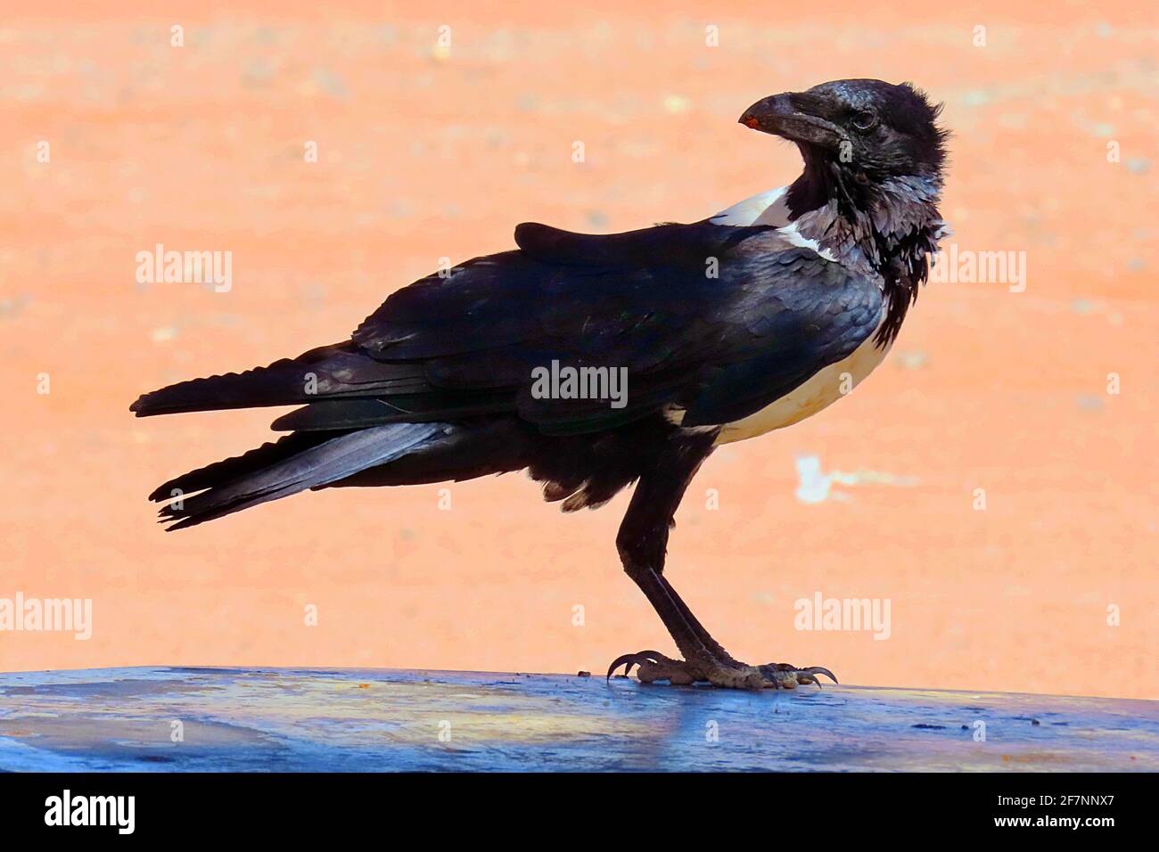 Un Nied Crow africain (Corvus albus) au Sossusvlei PAN à Erongo, Namibie Banque D'Images