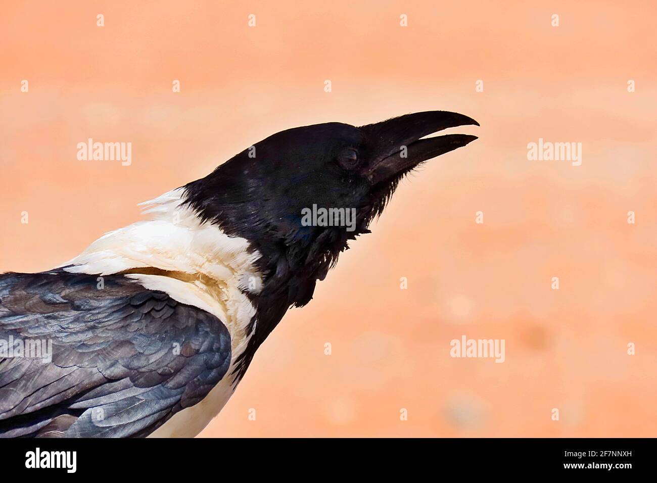 Un Nied Crow africain (Corvus albus) au Sossusvlei PAN à Erongo, Namibie Banque D'Images