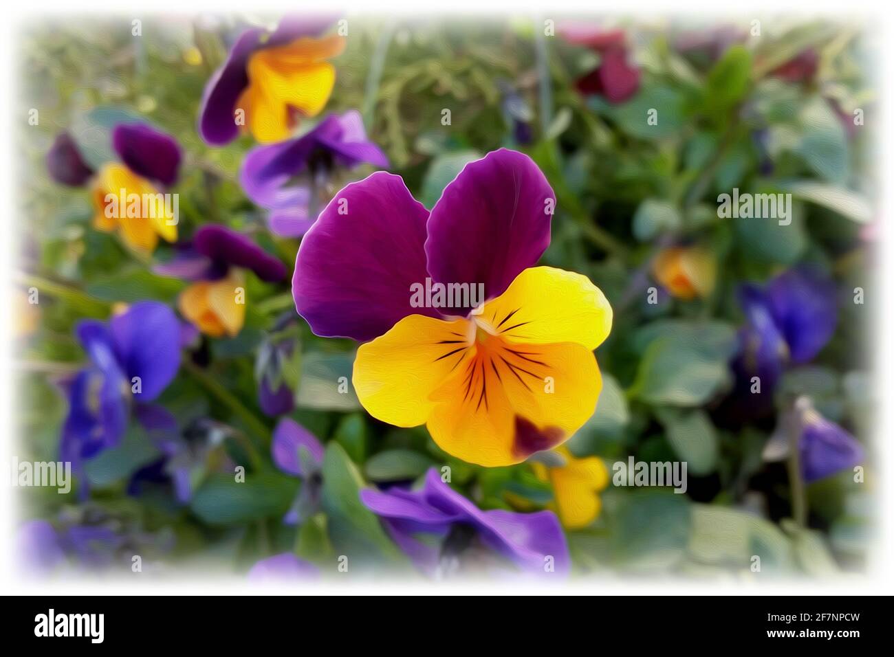 Pansies aux couleurs vives du printemps Banque D'Images