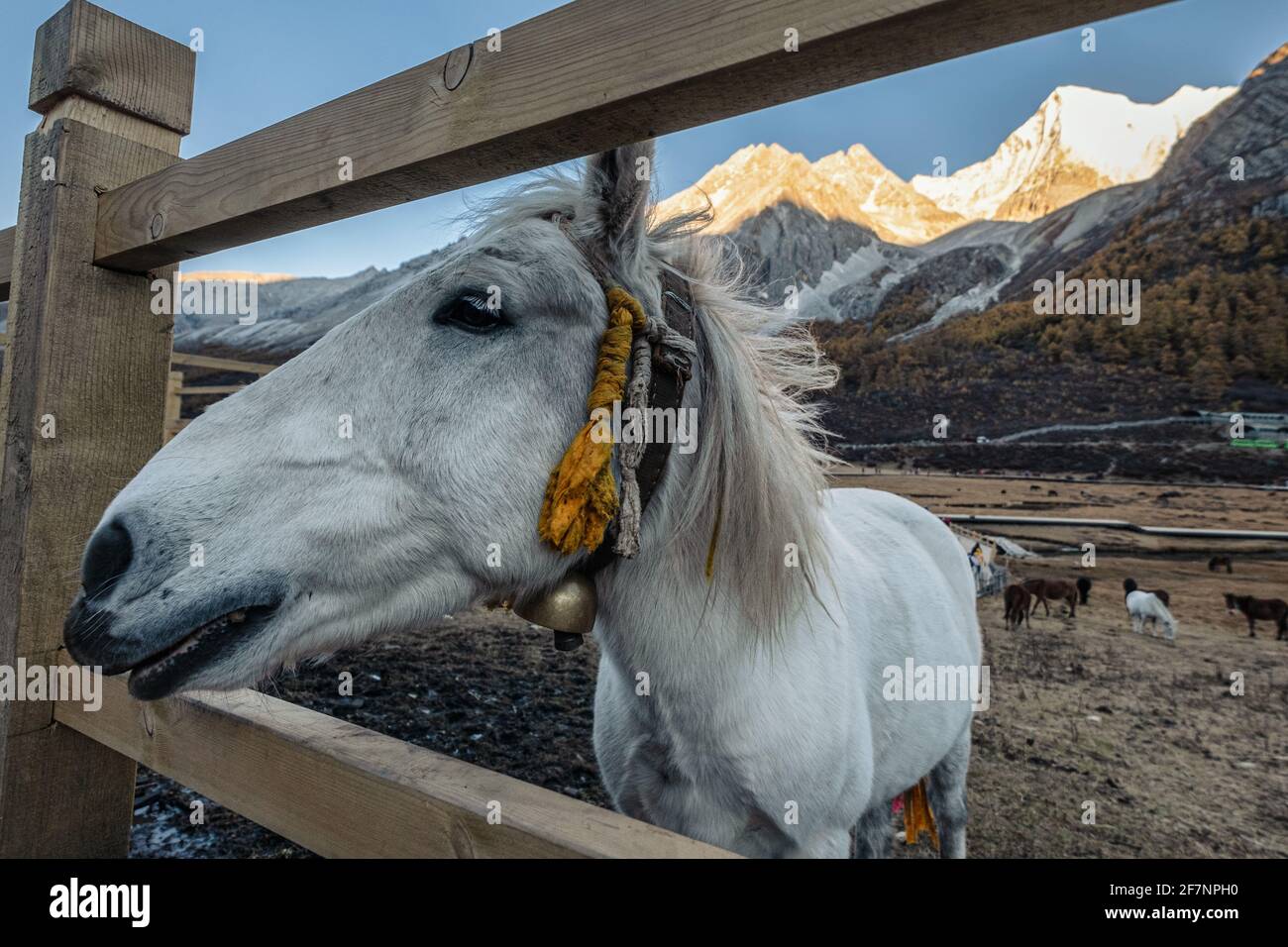 Cheval blanc dans une cabine sur un pré avec lumière du soleil sur la montagne à la réserve naturelle de Yading, Chine Banque D'Images