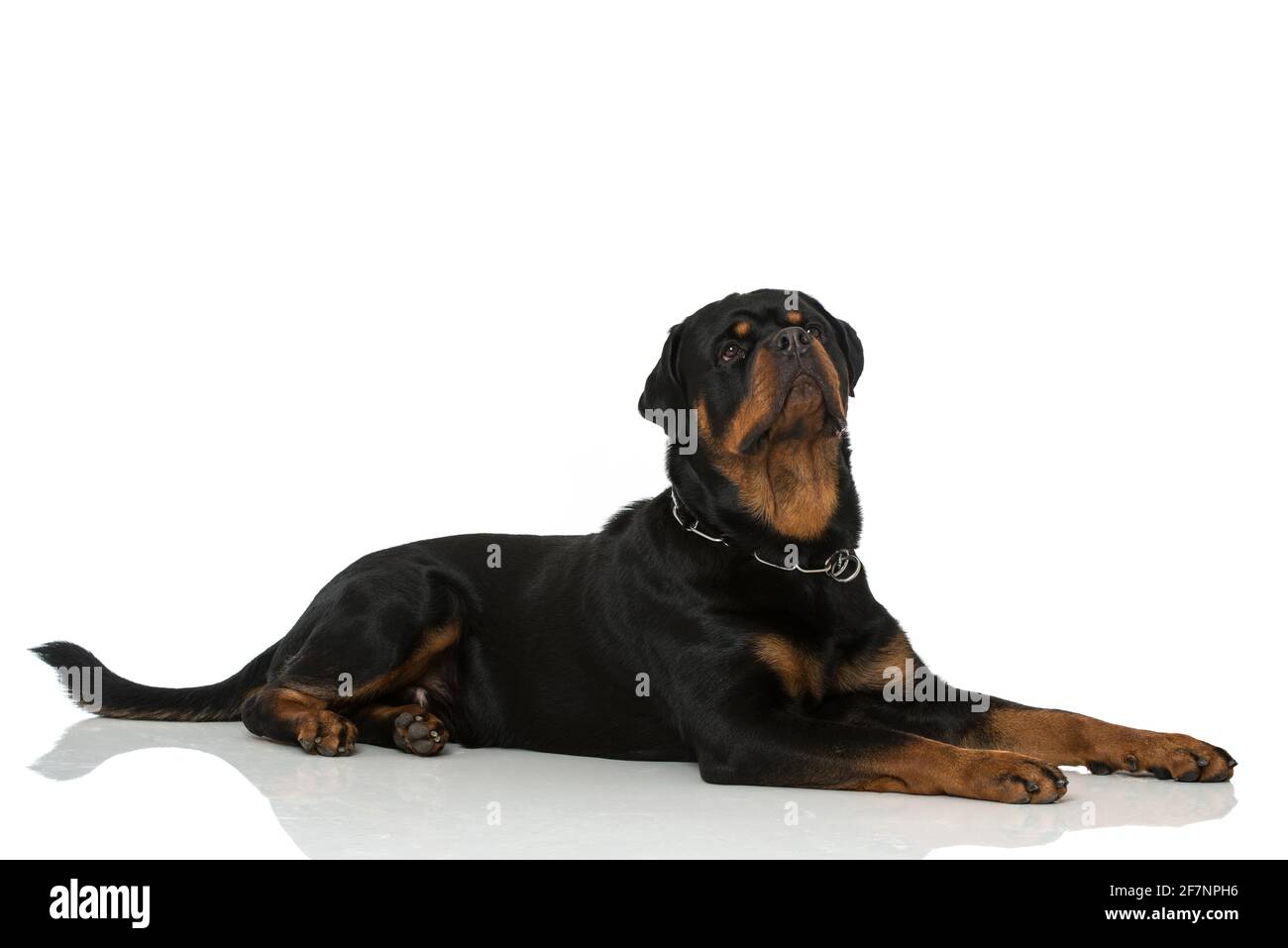 Chien Rottweiler isolé sur fond blanc Banque D'Images