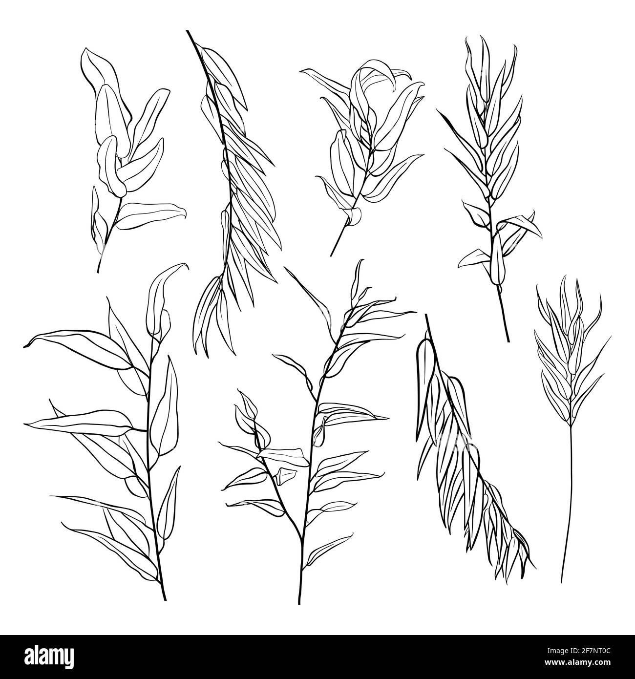 Branche d'eucalyptus isolée sur fond blanc. Ensemble de dessins de contour à la main. Style Doodle Illustration de Vecteur Branche d'eucalyptus isolée sur fond blanc. Ensemble de dessins de contour à la main. Style Doodle Illustration de Vecteur