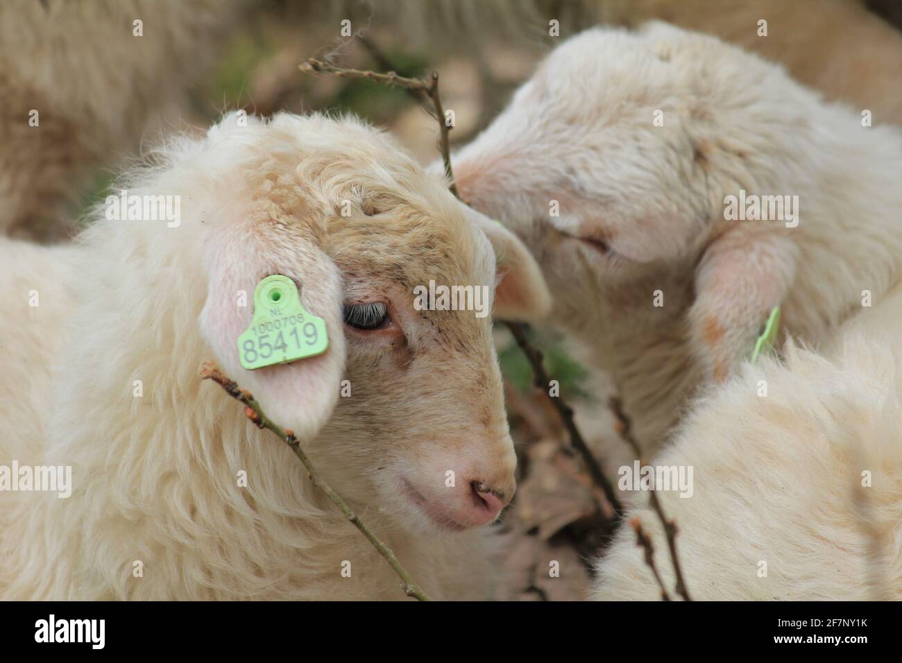 Troupeau de moutons dans le citypark Scadjk à Nimègue, aux pays-Bas Banque D'Images