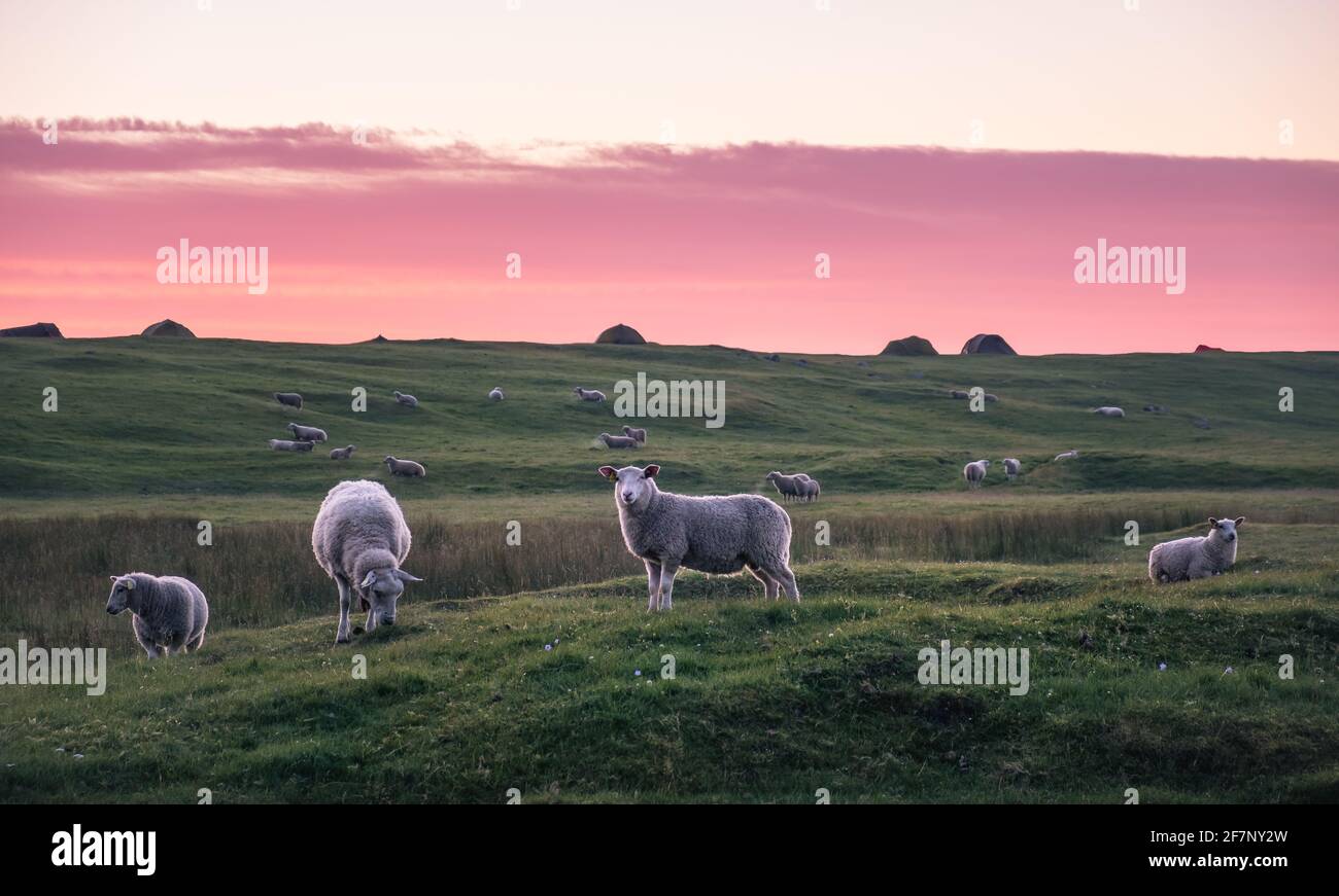 Beaucoup d'agneaux dans les pâturages d'été à meadow nuit dans les Lofoten, Norvège Banque D'Images