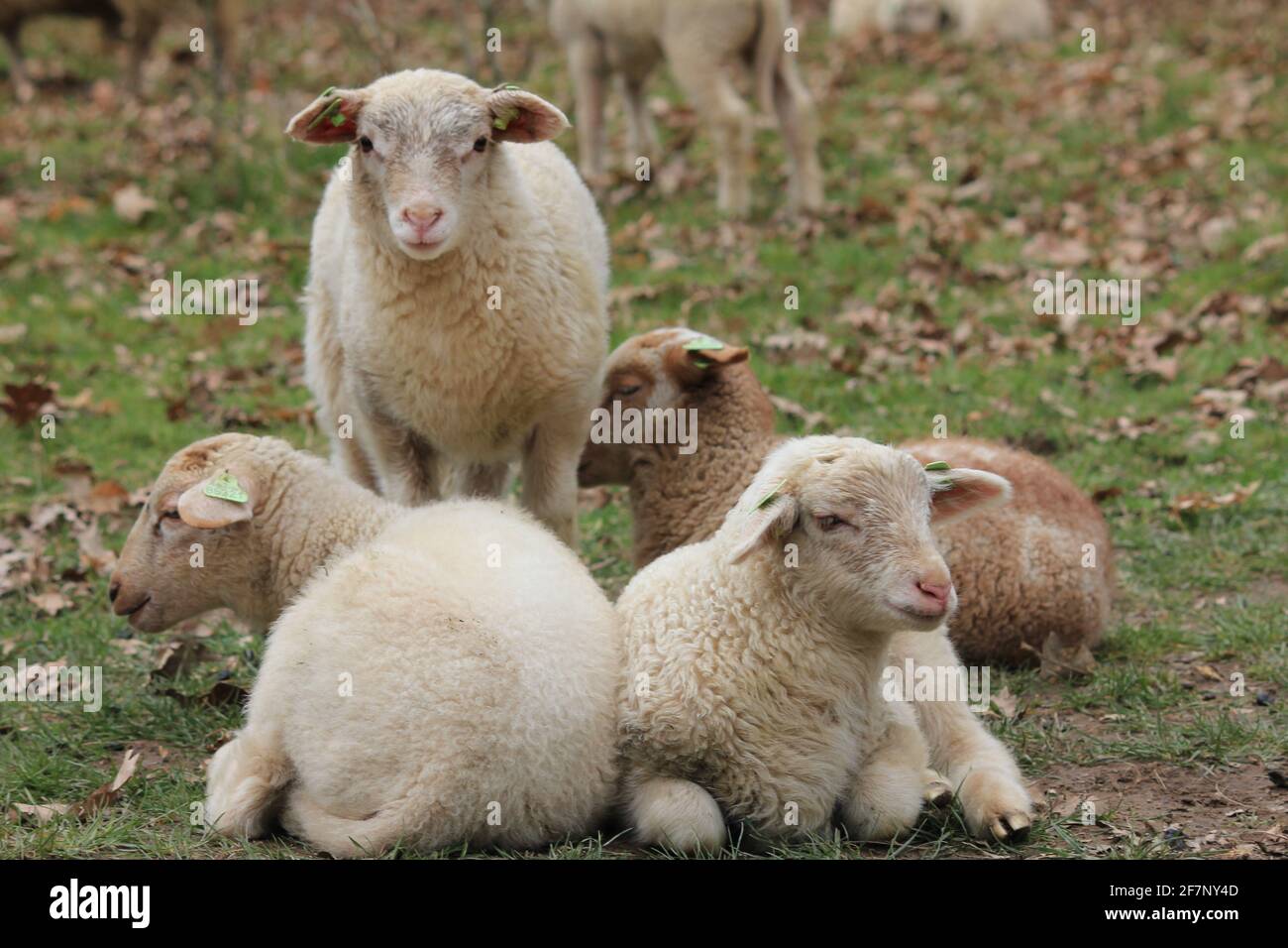 Troupeau de moutons dans le citypark Scadjk à Nimègue, aux pays-Bas Banque D'Images