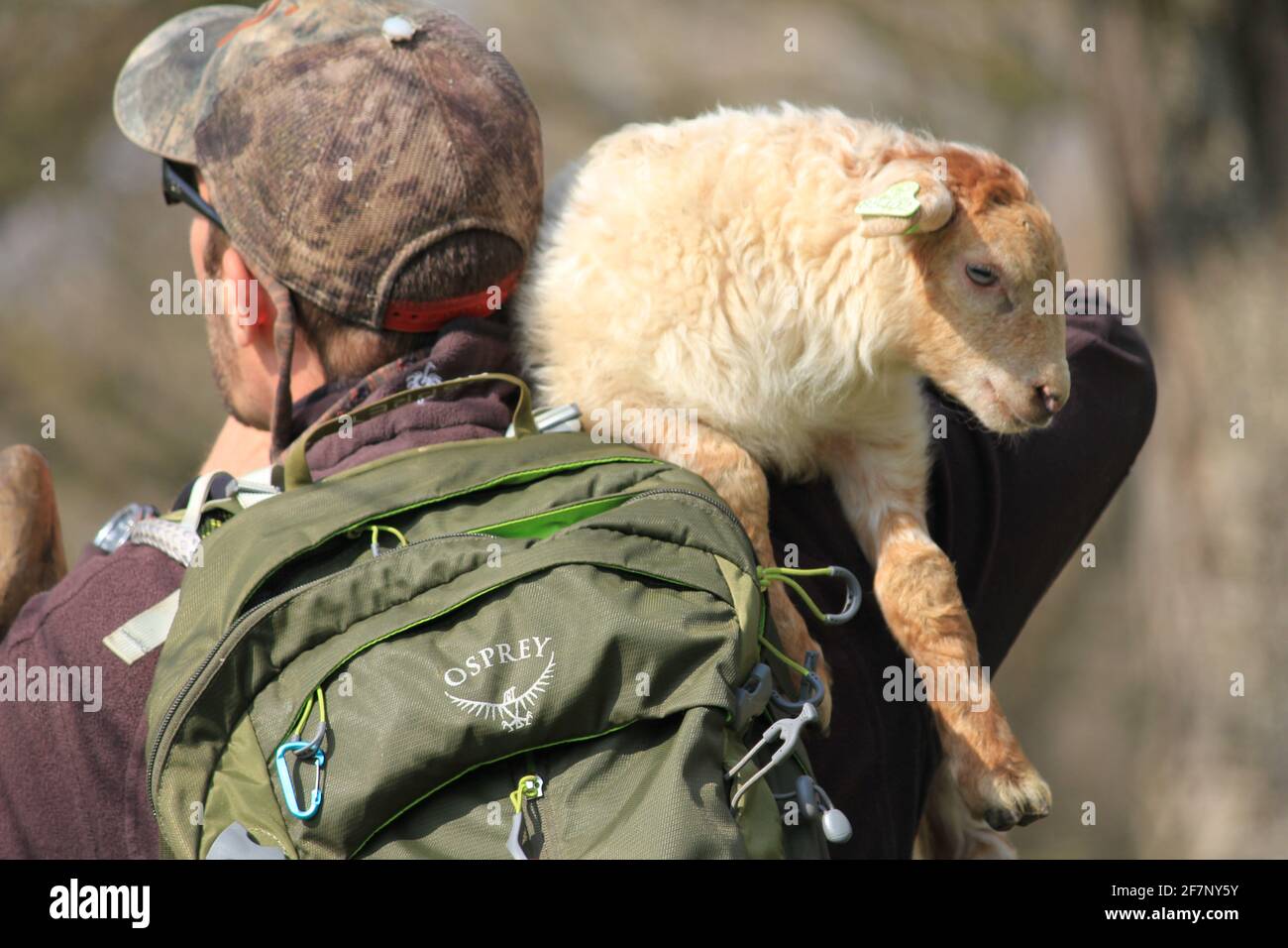 Troupeau de moutons dans le citypark Scadjk à Nimègue, aux pays-Bas Banque D'Images