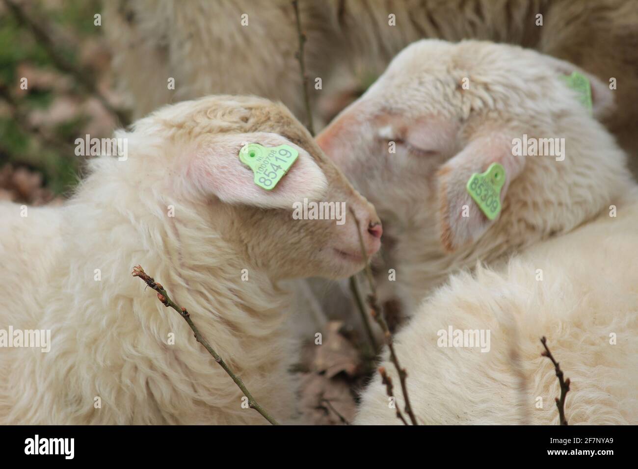 Troupeau de moutons dans le citypark Scadjk à Nimègue, aux pays-Bas Banque D'Images