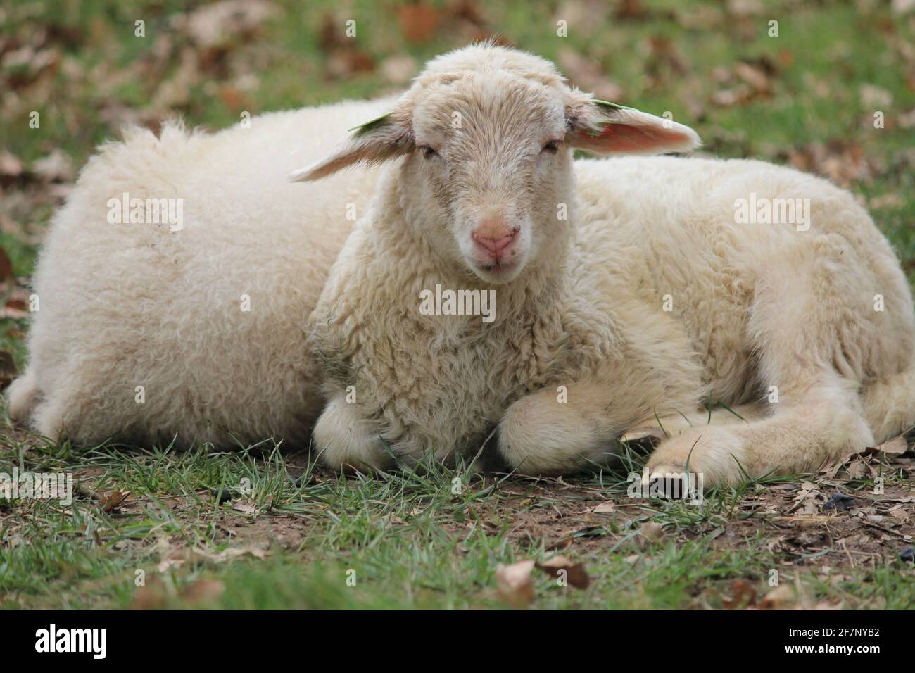 Troupeau de moutons dans le citypark Scadjk à Nimègue, aux pays-Bas Banque D'Images