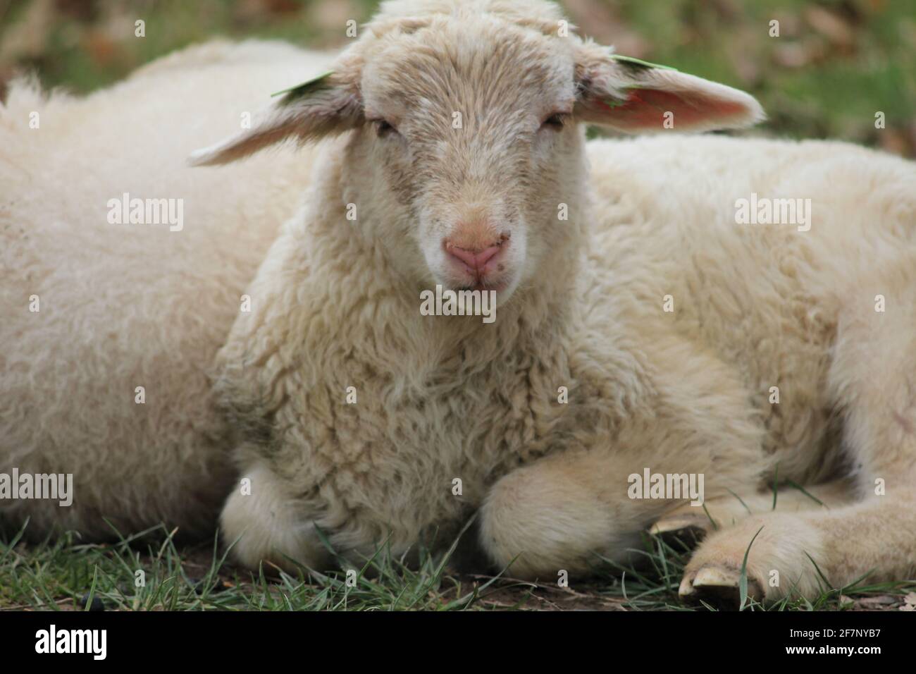 Troupeau de moutons dans le citypark Scadjk à Nimègue, aux pays-Bas Banque D'Images