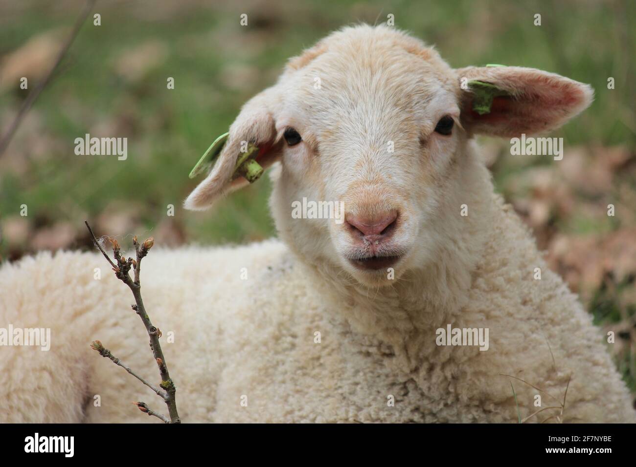 Troupeau de moutons dans le citypark Scadjk à Nimègue, aux pays-Bas Banque D'Images