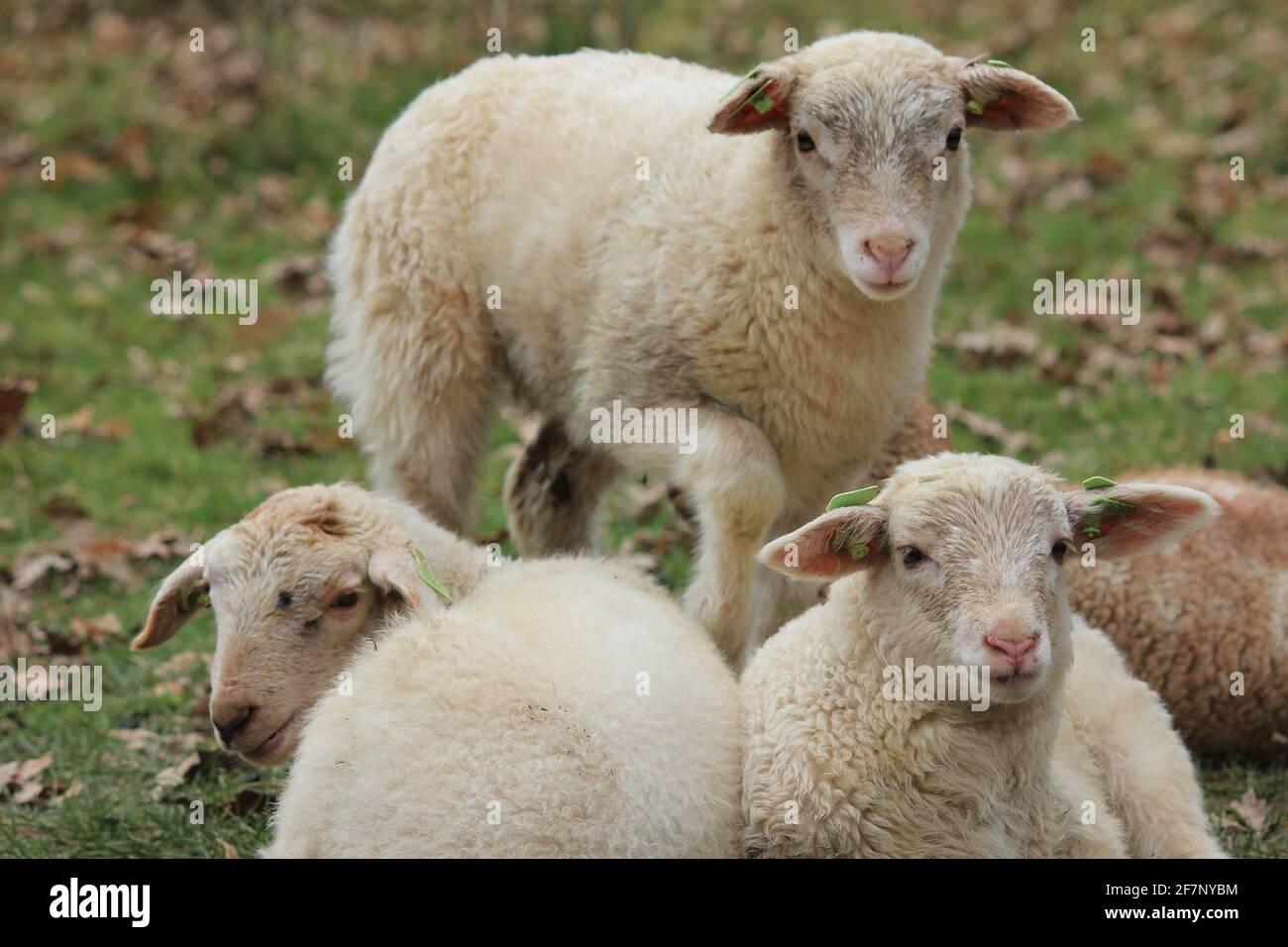 Troupeau de moutons dans le citypark Scadjk à Nimègue, aux pays-Bas Banque D'Images