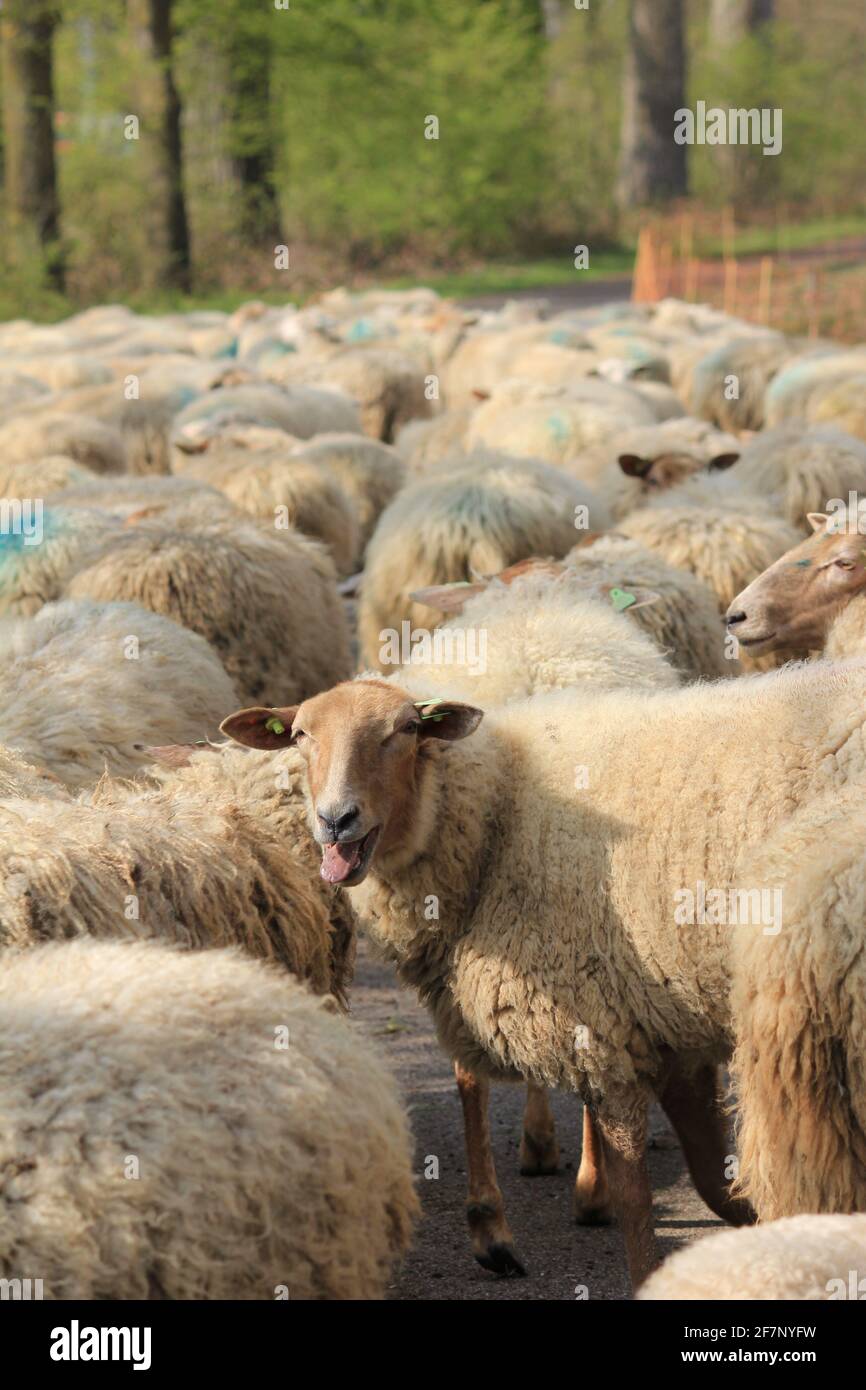 Troupeau de moutons dans le citypark Scadjk à Nimègue, aux pays-Bas Banque D'Images