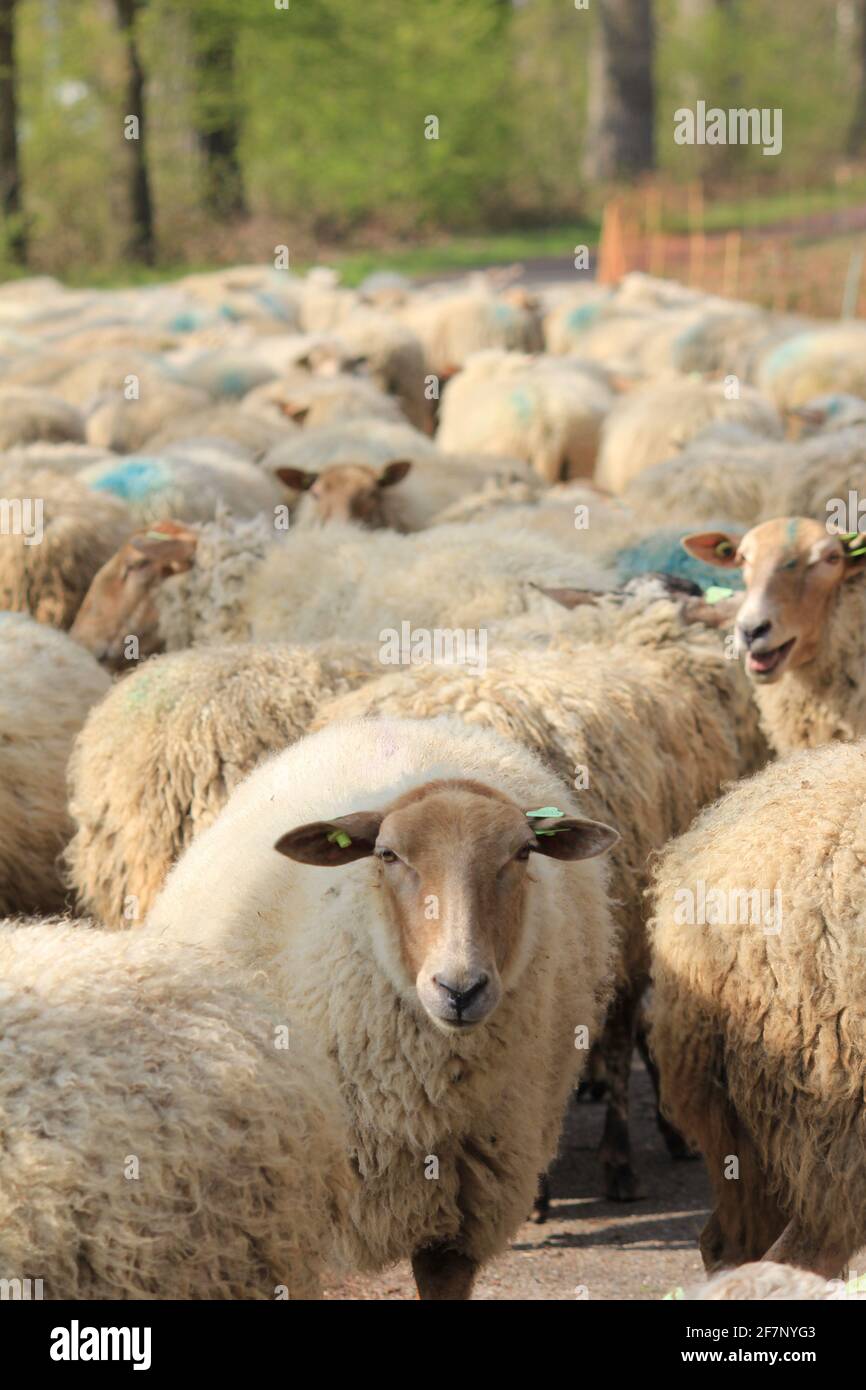 Troupeau de moutons dans le citypark Scadjk à Nimègue, aux pays-Bas Banque D'Images