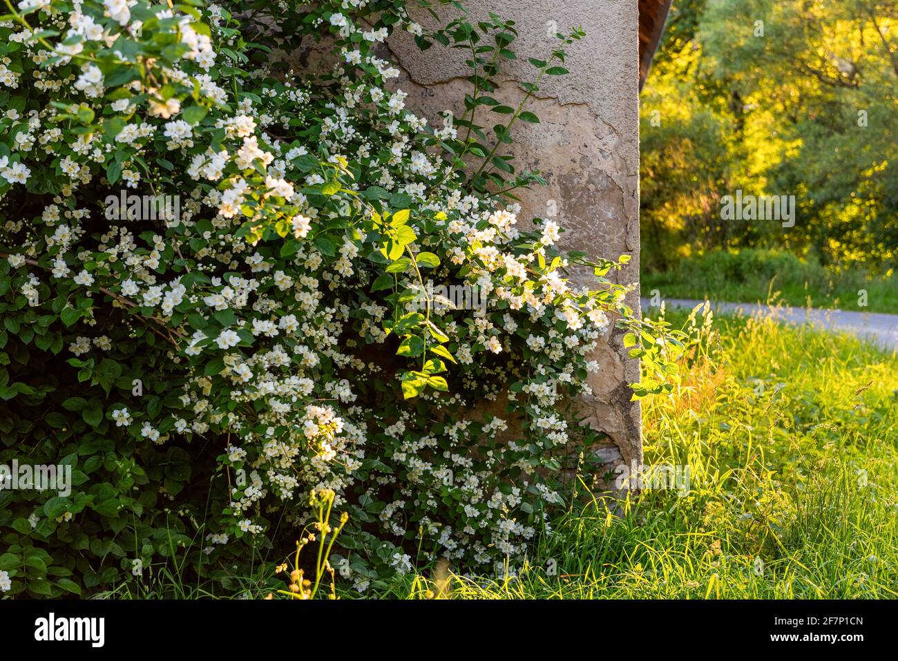 scène de village, mur de maison est couvert d'un grand jasmin buisson Photo  Stock - Alamy