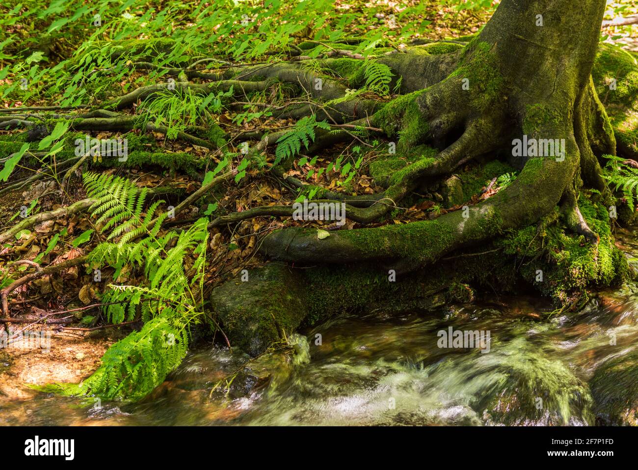 Ruisseau avec racines d'arbre dans une forêt. Paysage avec ruisseau de montagne peu profond dans la forêt, pierres humides dans le lit de rivière et l'eau claire en mouvement, magnifique natur Banque D'Images