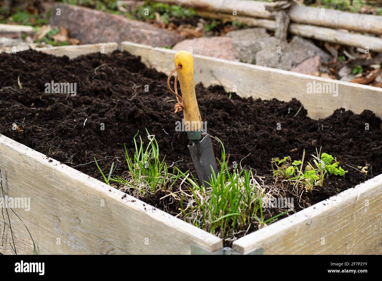 Gros plan d'une truelle manuelle dans une boîte de semoir rempli de terre organique et d'une plante de persil et ciboulette en bois en plein air dans le jardin Banque D'Images