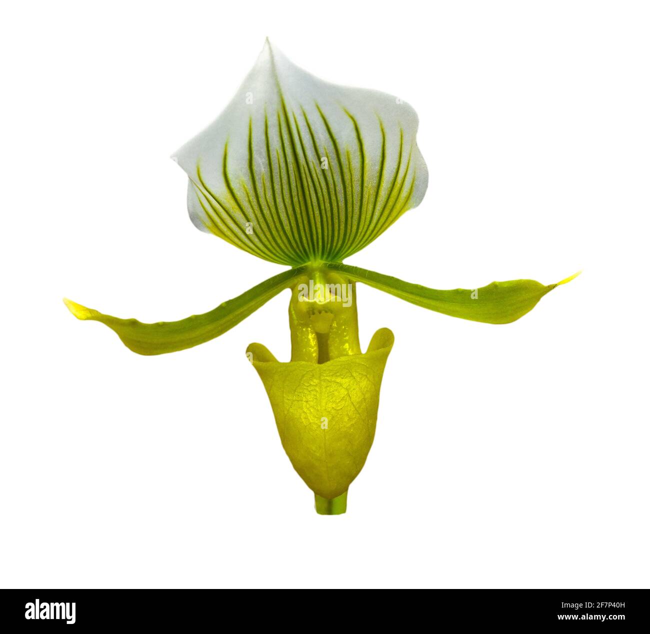 Gros plan sur l'orchidée jaune de la slipper (Paphiopedilum callosum) Banque D'Images