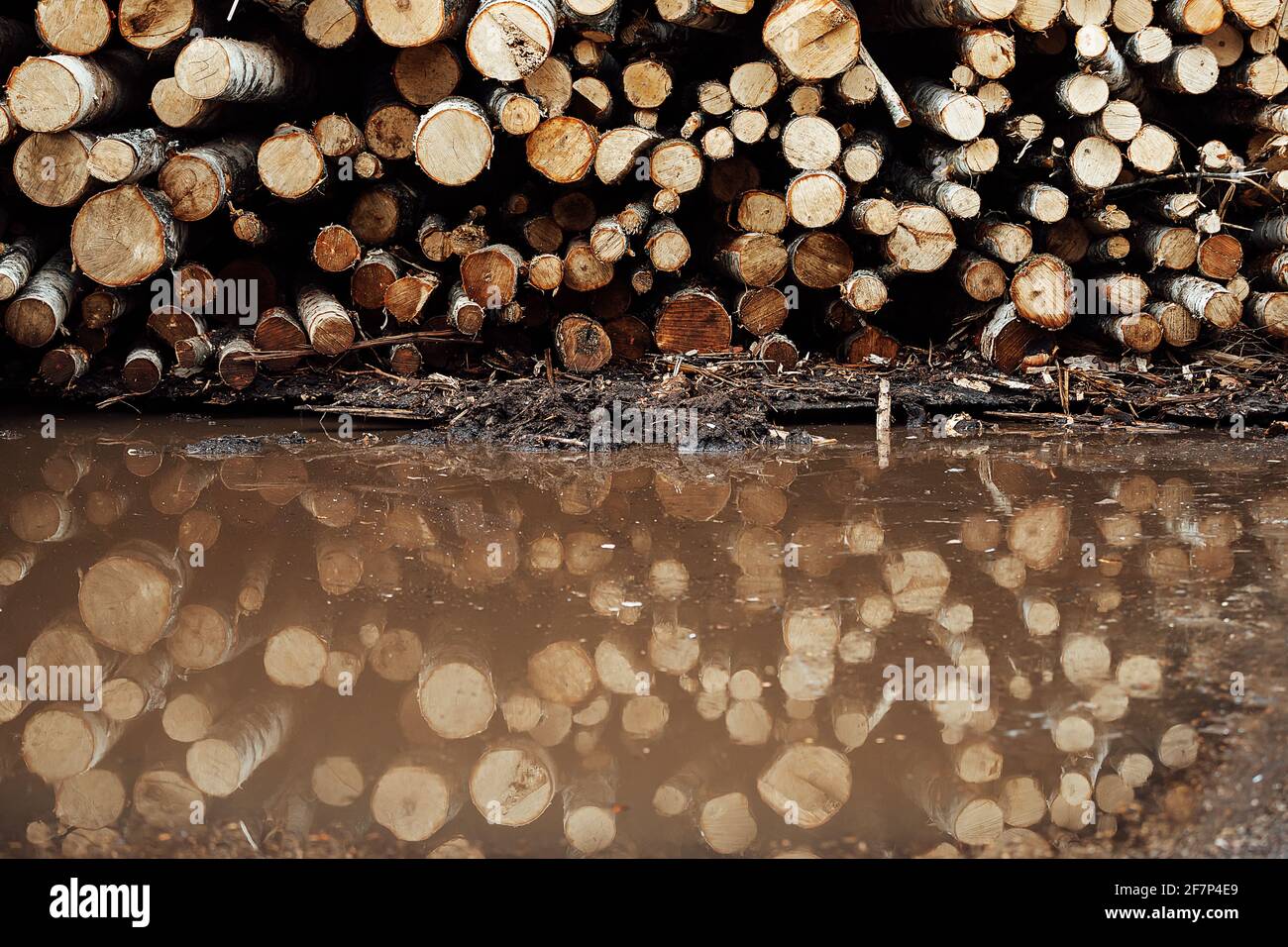 le chargeur frontal fonctionne dans une usine de traitement du bois. une pelle industrielle avec pince mécanique transporte le bois dans l'entrepôt Banque D'Images