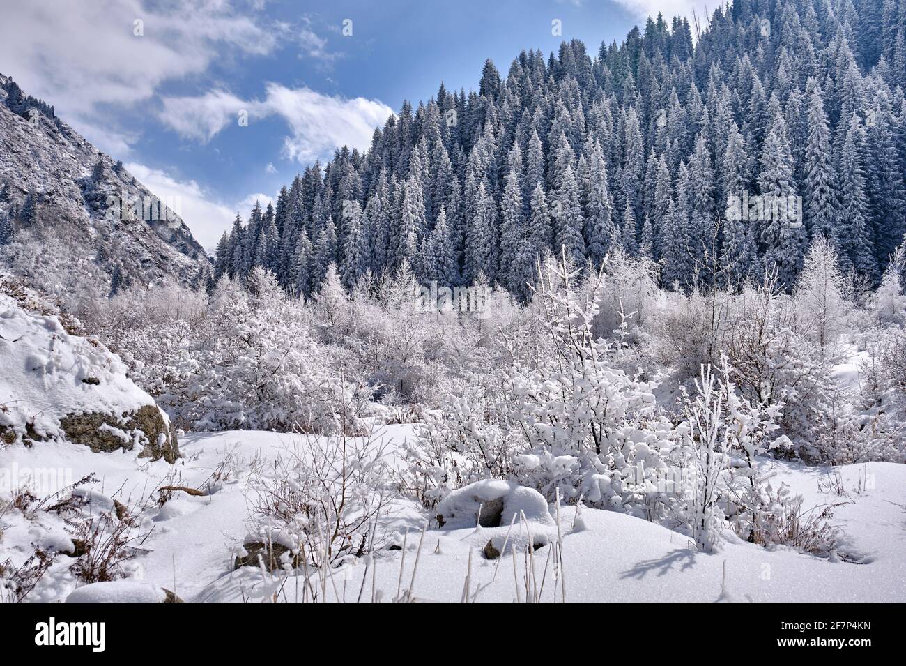 Le matin, du givre blanc et de la neige sur les branches d'un arbre dans les montagnes, sur fond de sapins enneigés et de ciel bleu avec des nuages; l'hiver fai Banque D'Images
