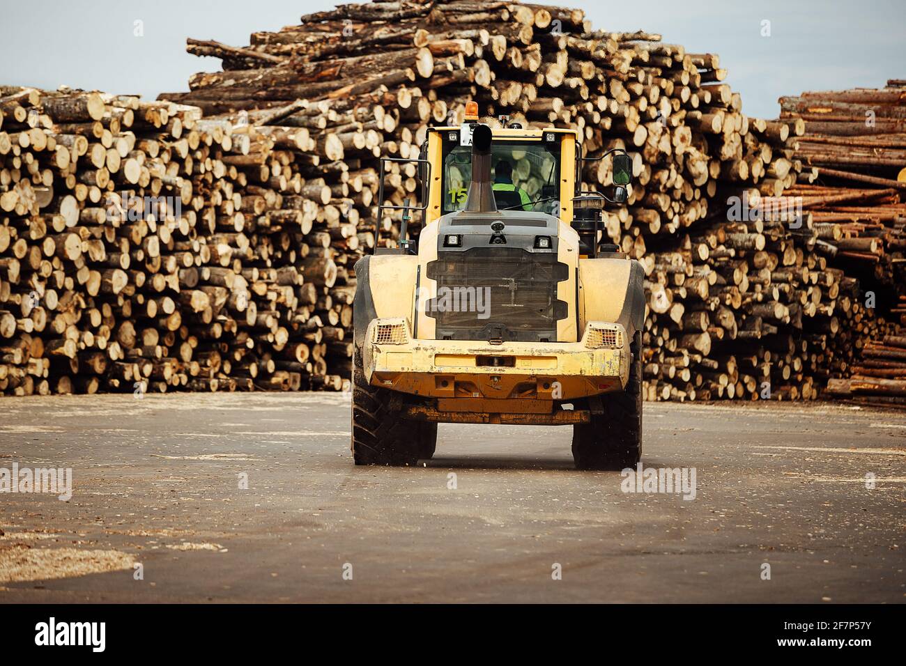 chargeur frontal pour le chargement du bois. un tracteur industriel transporte le bois abattu. usine de traitement du bois. chargement du bois à l'entrepôt Banque D'Images