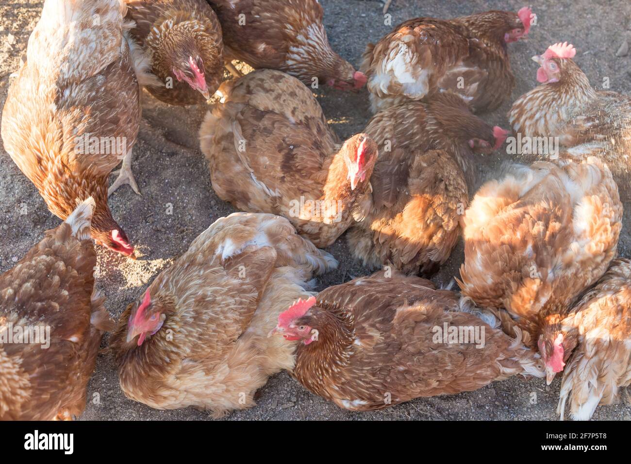 Un groupe de poulets bruns vivent à l'extérieur dans une ferme de volaille biologique. La scène agricole rurale avec des poules heureux gratuites à la recherche. Agriculture animale écologique. Banque D'Images