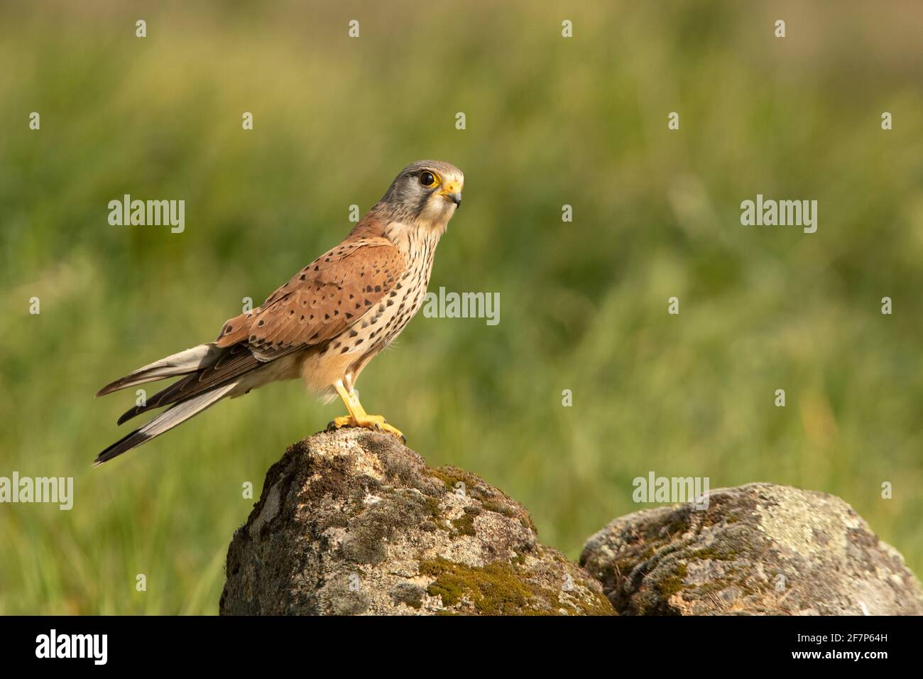 Le kestrel commun masculin à sa perche préférée à la fin lumières de l'après-midi Banque D'Images