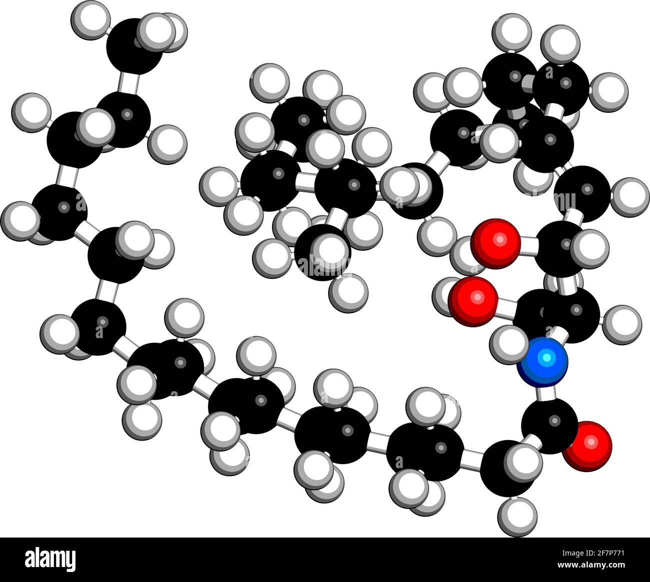 Molécule lipidique de la membrane cellulaire de céramide. Rendu 3D. Les atomes sont représentés sous forme de sphères avec un codage couleur conventionnel : hydrogène (blanc), carbone (noir) Illustration de Vecteur