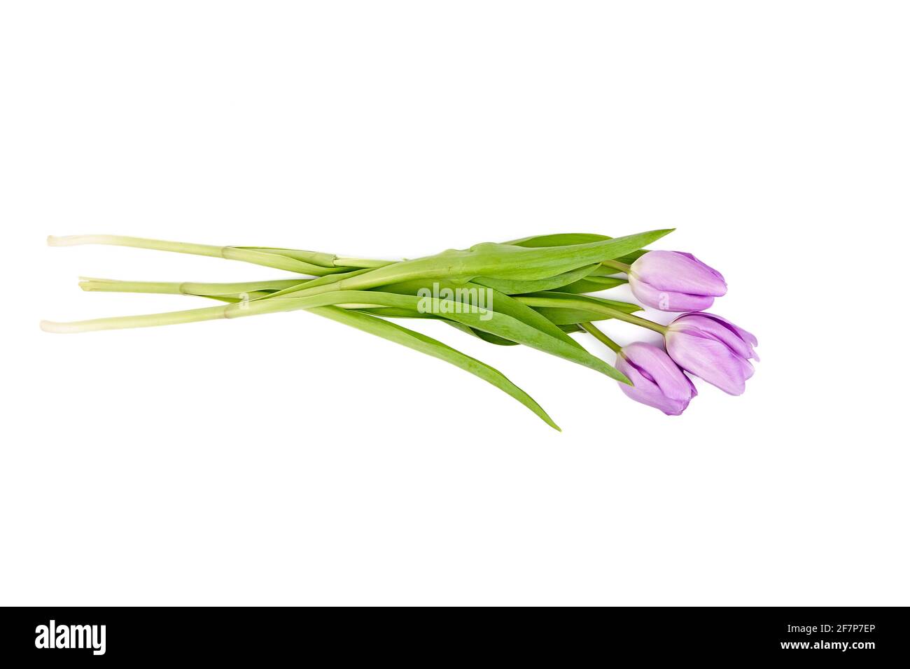 Fleurs de tulipe violettes isolées sur fond blanc. Bouquet de fleurs de printemps frais Banque D'Images