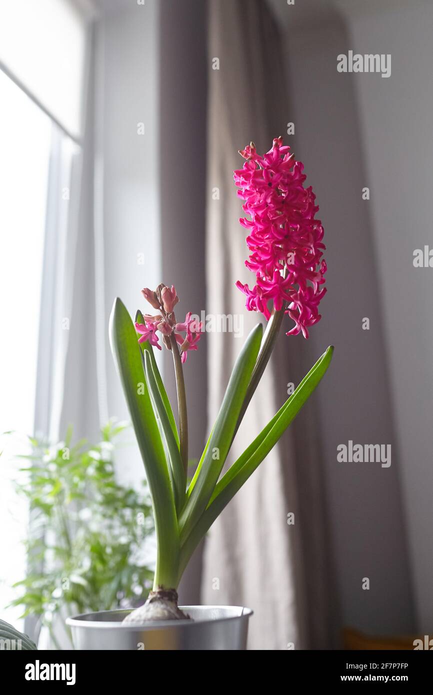 Fleur de jacinthe en pot, gros plan. Fleur de couleur magenta en fleurs  dans la chambre Photo Stock - Alamy