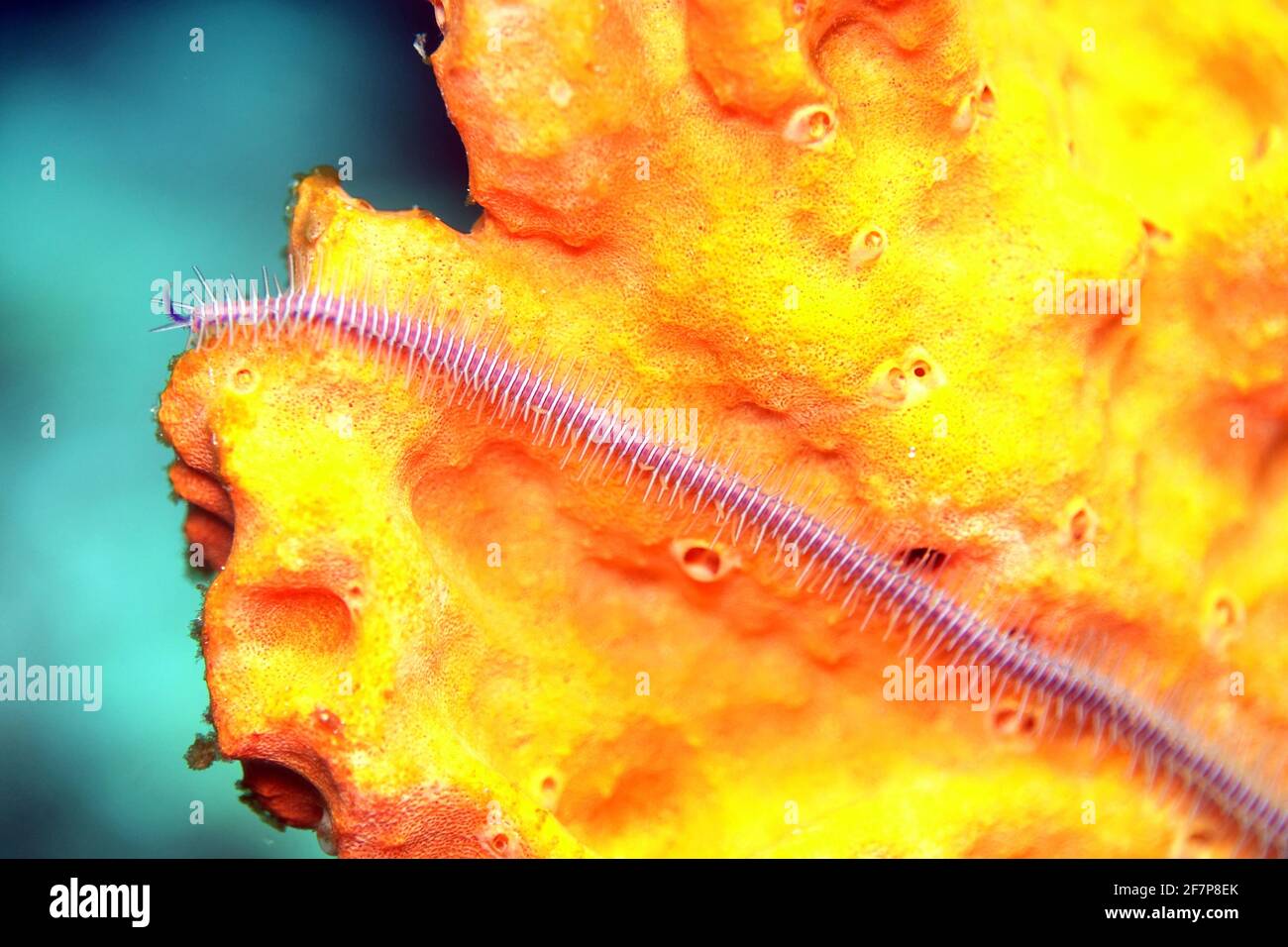 Étoile cassante rose, étoile cassante violette (Macrophiothrix nereidina ), bras unique d'une étoile cassante rose sur une éponge prange, Indonésie, Moluques, Banque D'Images
